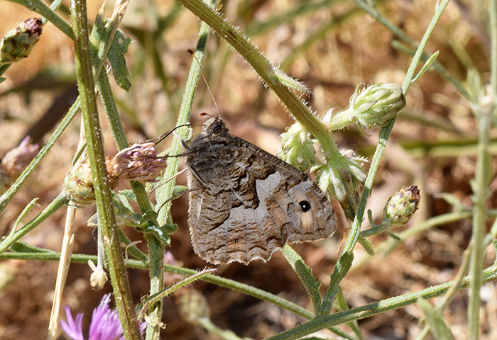 Hipparchia blachieri? Hipparchia sp. - Nymphalidae